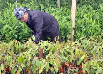 Baduy Lestari Mulai Bergerak, 70.000 Bibit Siap Didistribusikan ke Tanah Ulayat Baduy