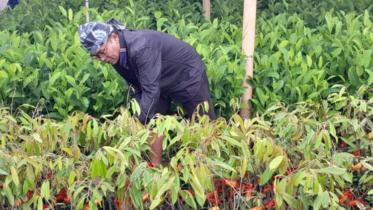 Baduy Lestari Mulai Bergerak, 70.000 Bibit Siap Didistribusikan ke Tanah Ulayat Baduy